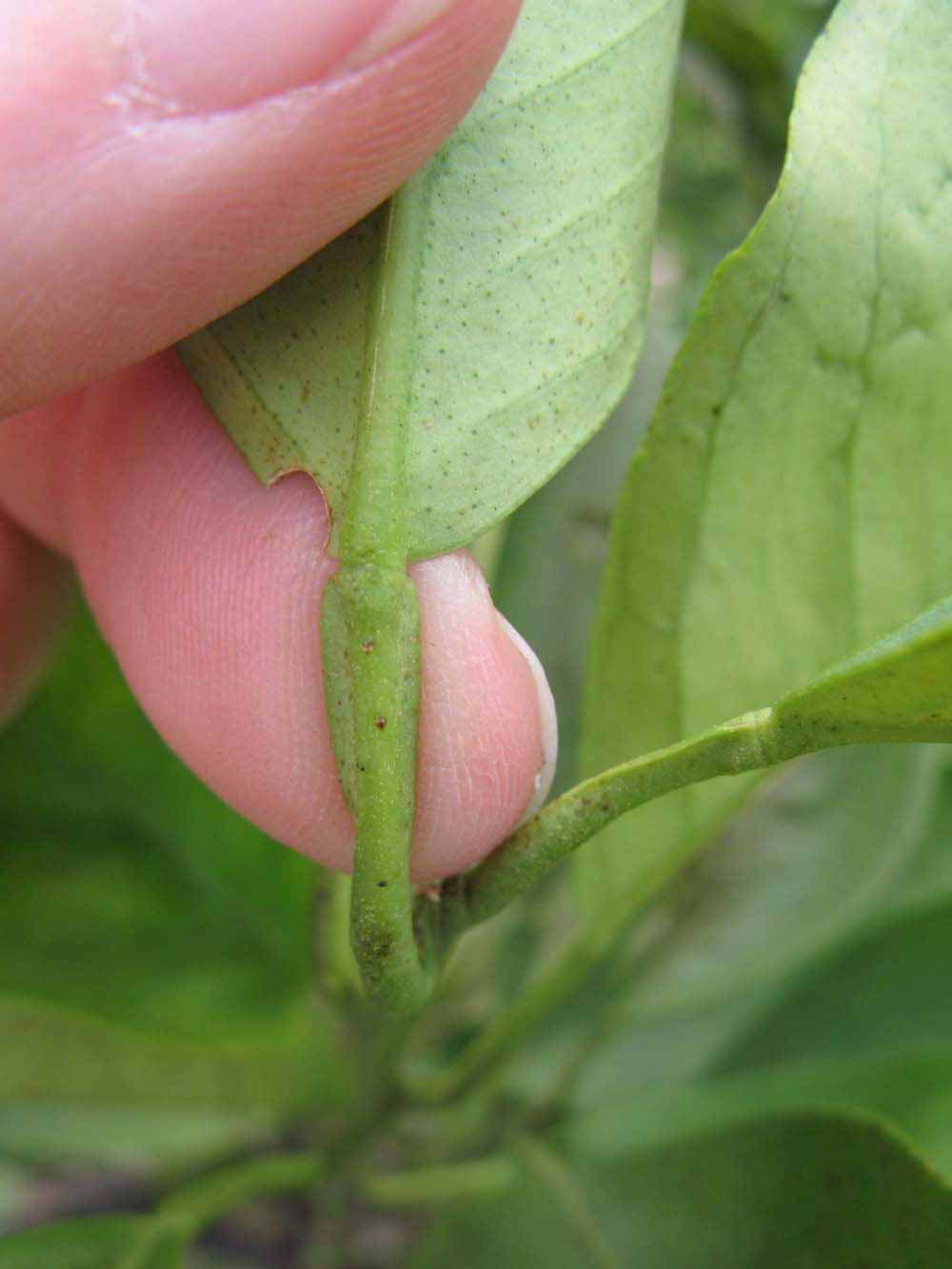              Petiole (Riverside, CA)       